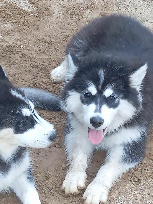 Husky dziewczynki szukają domu