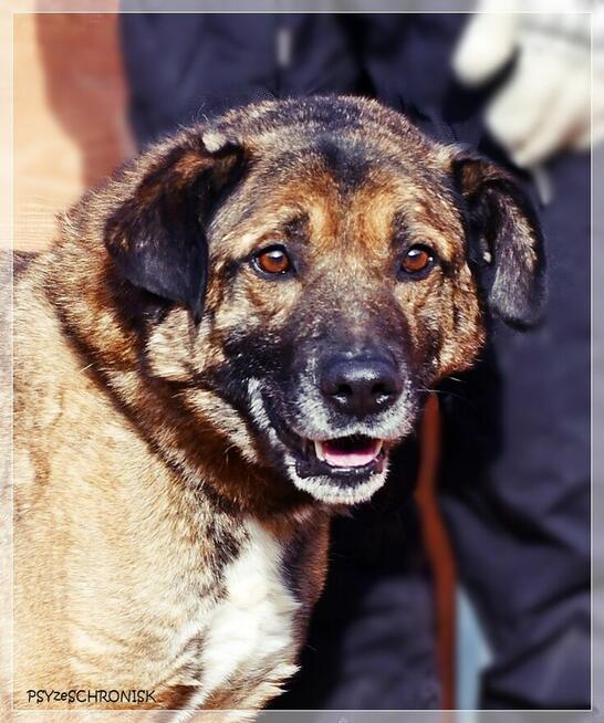 Tramp - sympatyczny kundelek gotowy dać Ci swoje serce