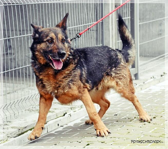 Niuniek - wesoły kundelek szuka szansy na nowy dom