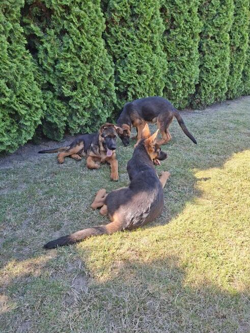 Szczenięta Owczarka Niemieckiego krótkowłosego