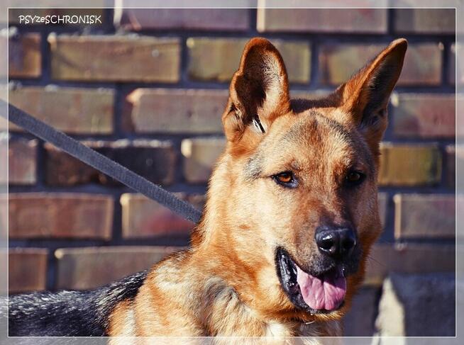 Bary - energiczny optymista czeka na Twój dom