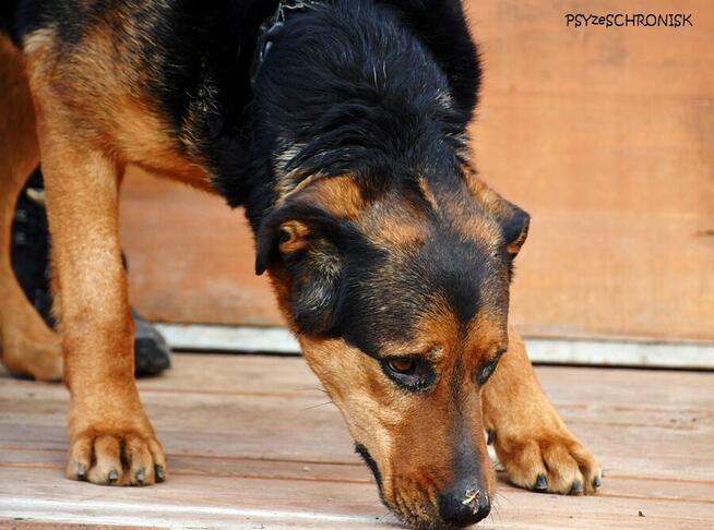 Kai – przyjazny wielkopies w kwiecie wieku. Podaruj mu dom