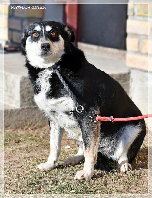 Bajka - spokojna sunia marzy o ciepłym domu