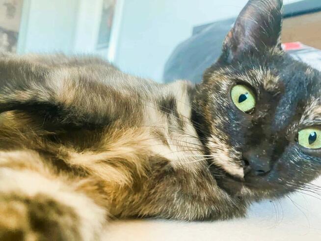 PLAMKA - piękna, szylkretowa koteczka do adopcji