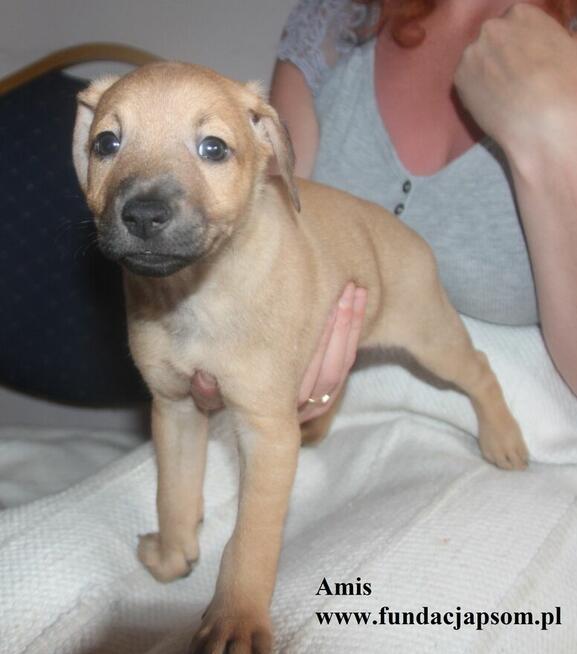 Amis