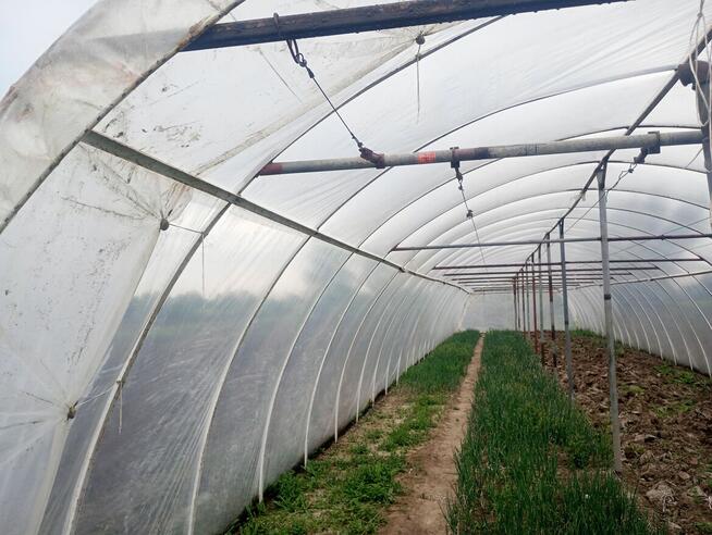 Tunele ogrodowe 7x30 sprzedam lub wydzierżawie