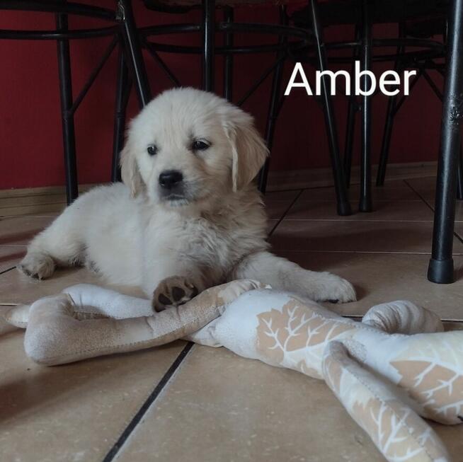 Golden Retriever szczeniaki ZKwp