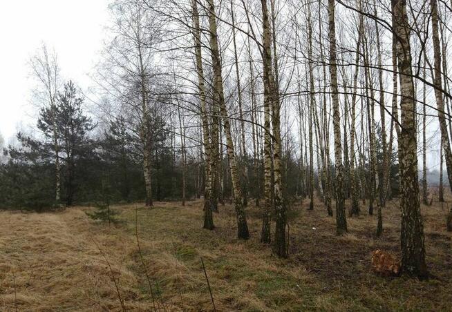 Działka siedliskowa z warunkami zabudowy . Leśna Okolica