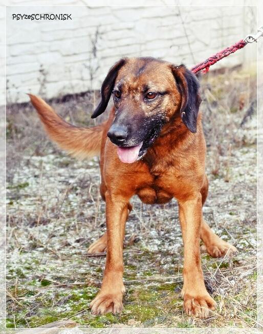 Erni – przyjazny, energiczny młodzieniec szuka aktywnego domu