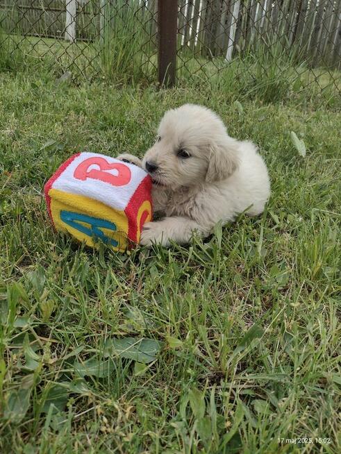 Golden Retriever szczeniaki pieski ZKwP/FCI