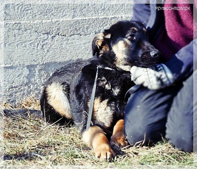 Bilbo - młody piesek w typie owczarka szuka domu
