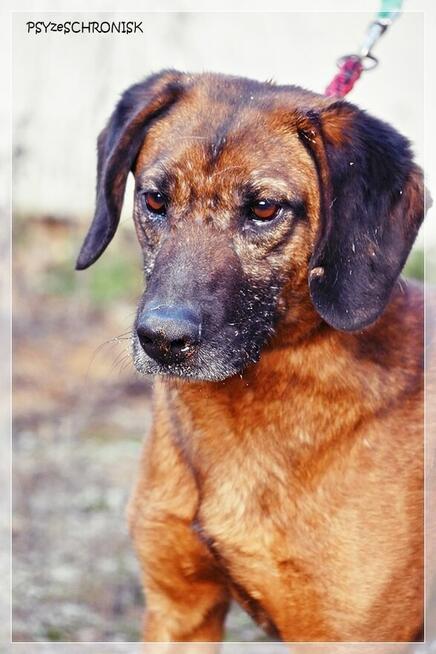 Erni – przyjazny, energiczny młodzieniec szuka aktywnego domu