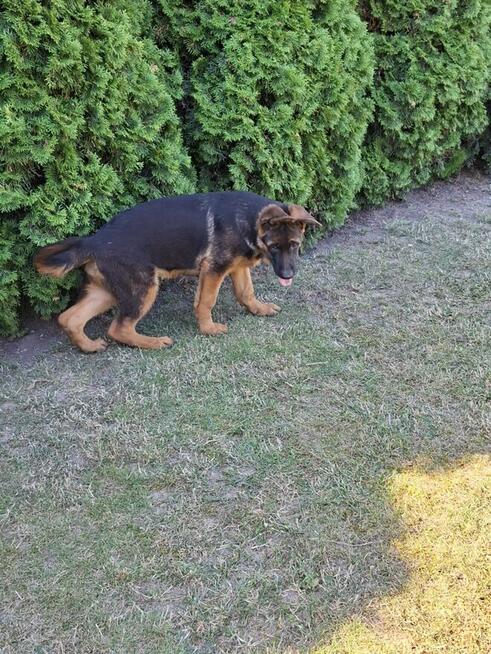 Sprzedam Owczarka Niemieckiego krótkowłosego.