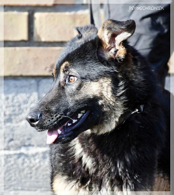 Bilbo - młody piesek w typie owczarka szuka domu