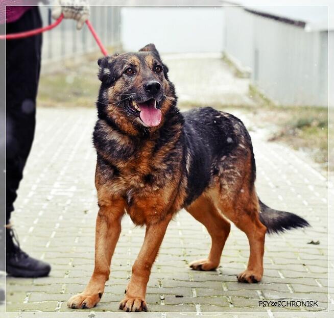 Niuniek - wesoły kundelek szuka szansy na nowy dom