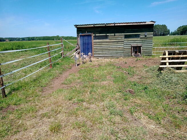 Domek 37m2 do wynajęcia w lesie