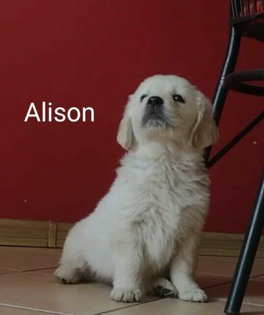 Golden Retriever szczeniaki ZKwp