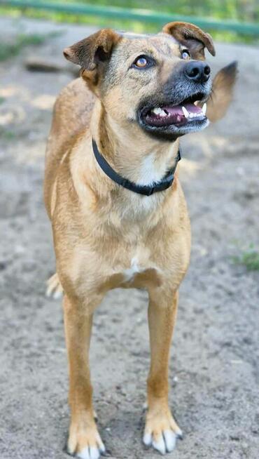 MILUSIA - zwykła sunia o niezwykłym charakterze, ADOPTUJ!