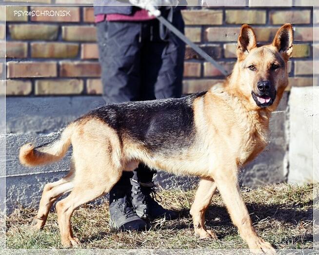 Bary - energiczny optymista czeka na Twój dom