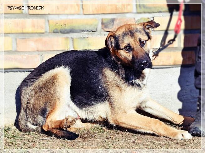 Teo - młody, radosny psiak chce zostać Twoim Przyjacielem