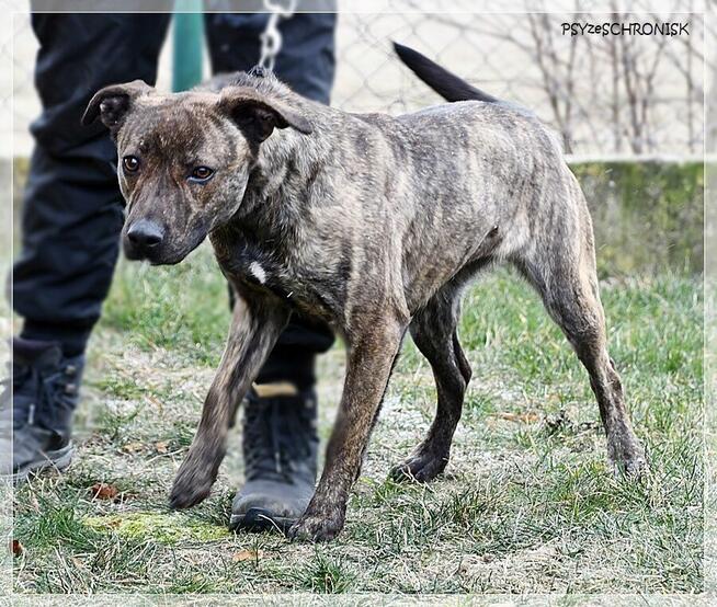 Simone – radosna, psia piękność szuka prawdziwej rodziny