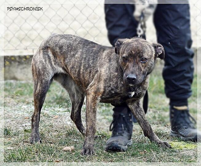 Simone – radosna, psia piękność szuka prawdziwej rodziny