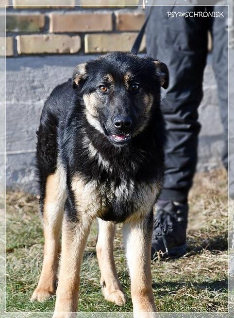 Bilbo - młody piesek w typie owczarka szuka domu