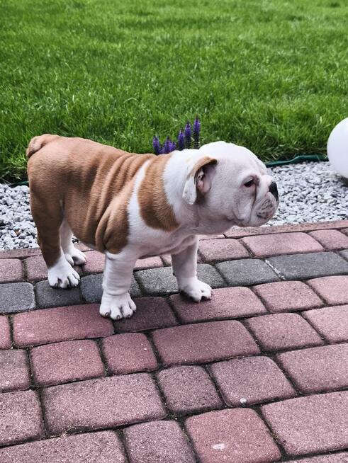 Buldog Angielski ZKwP FCI