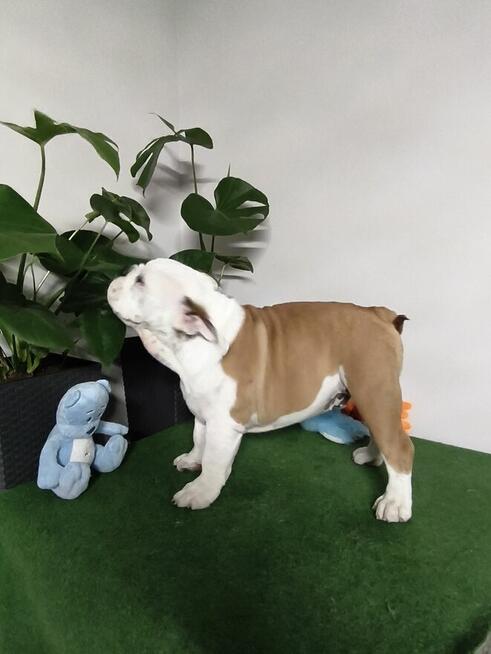 Buldog Angielski ZKwP FCI