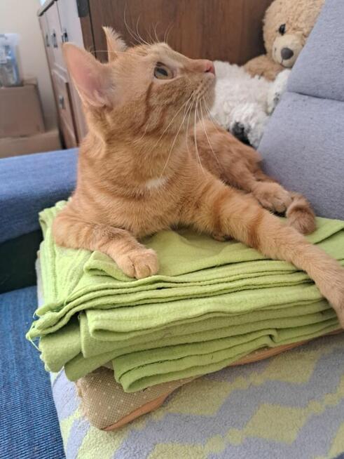 Simba szuka domu na zawsze
