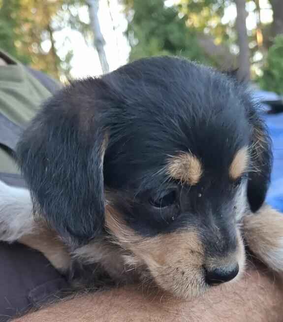 Oddam za darmo szczeniaka kundelka