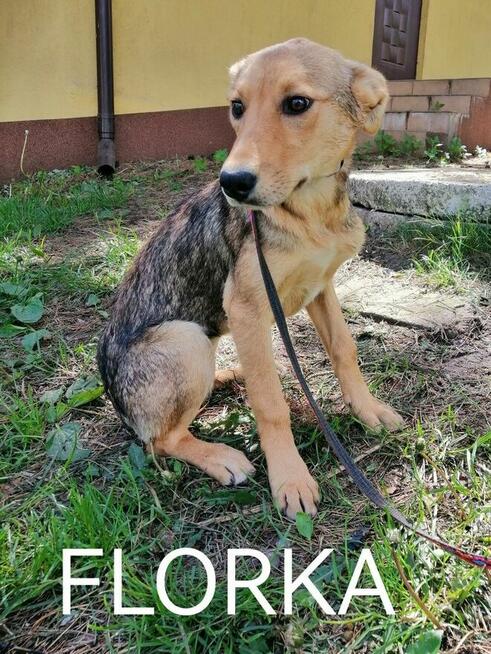 FLORKA młoda delikatna suczka szuka domu
