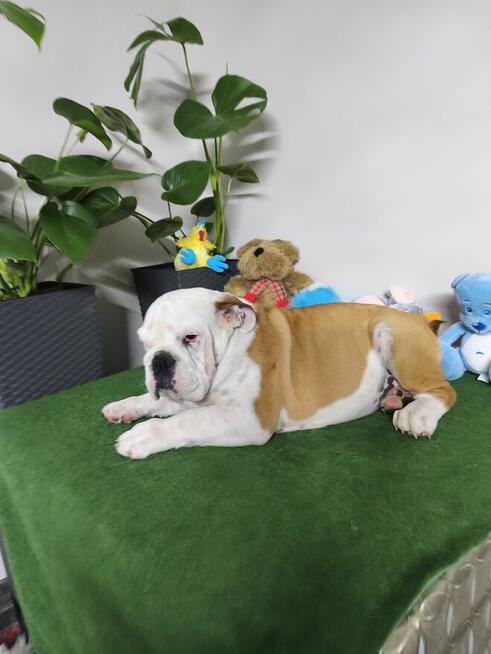 Buldog Angielski ZKwP FCI