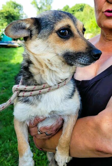 TOSIA I TOSIEK - pilnie szukają nowego domu