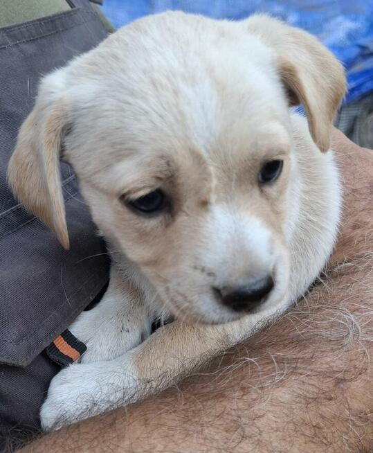 Oddam za darmo szczeniaka kundelka