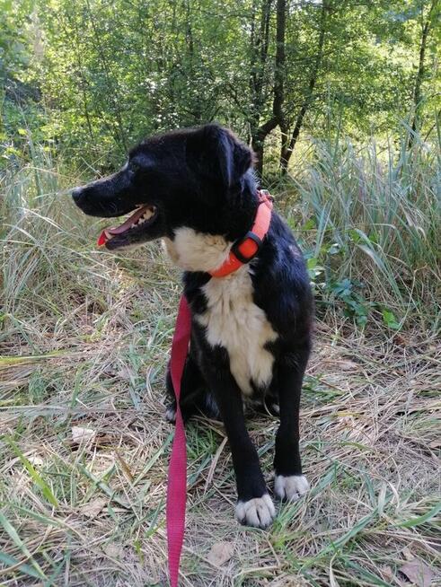 BOBIK łagodny piesek poleca się do adopcji