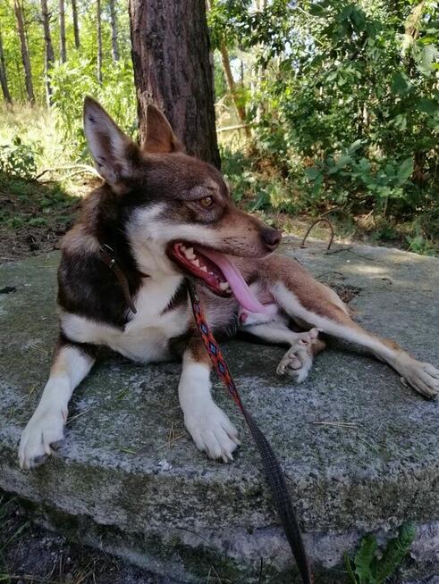 CZARUŚ młody wesoły piesek poleca się do adopcji