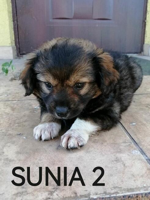 Szczeniak, sunia poleca się do adopcji