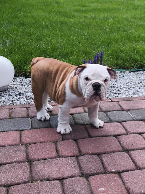 Buldog Angielski ZKwP FCI