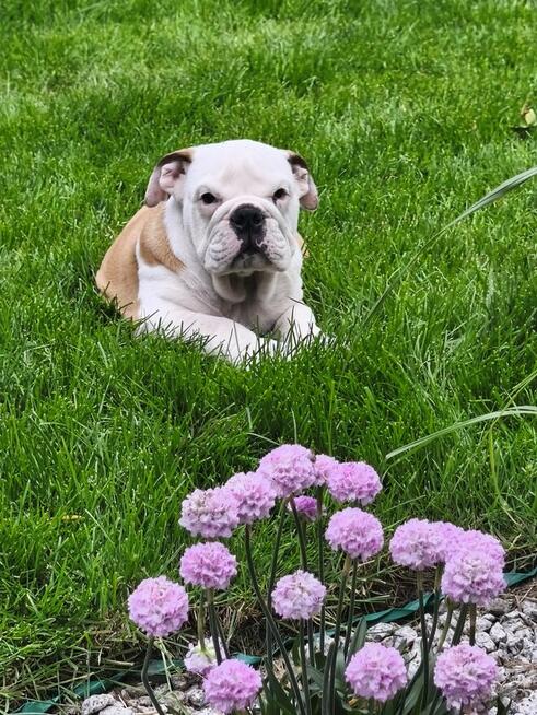 Buldog Angielski ZKwP FCI