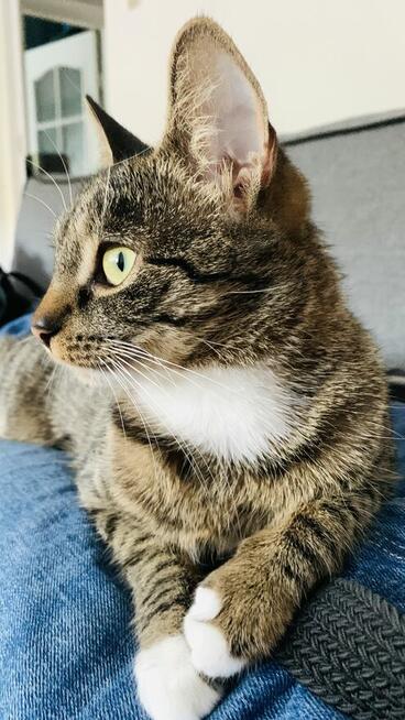 1,5 roczna kotka szuka domu