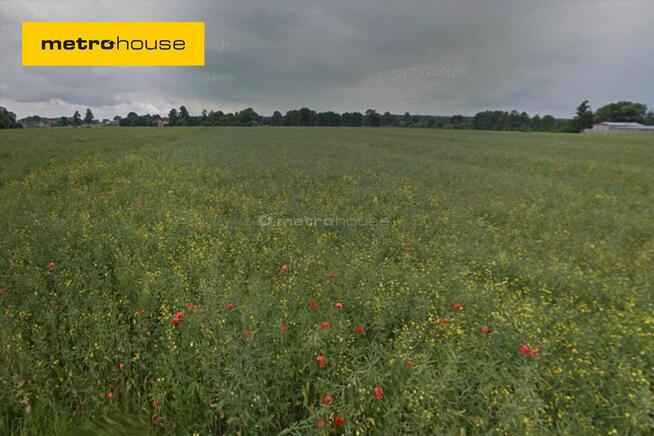 Krzywiec 52000 m2 gm. Aleksandrów Łódzki