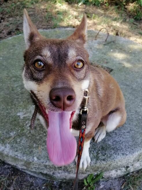 CZARUŚ młody wesoły piesek poleca się do adopcji