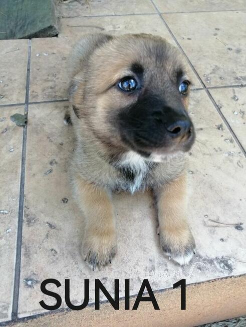 SUNIA 1 szczeniak szuka domu