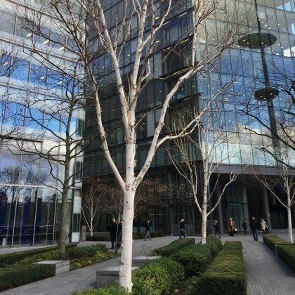 Brzoza Papierowa (Betula papyrifera) – ozdobne drzewo