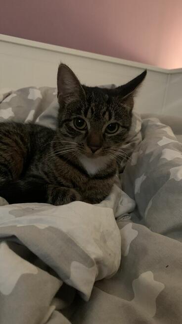 1,5 roczna kotka szuka domu