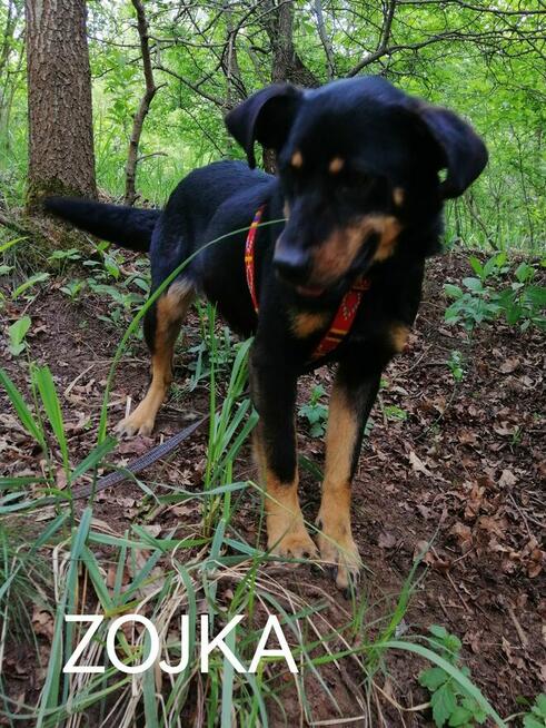 ZOJKA młoda wesoła suczka poleca się do adopcji