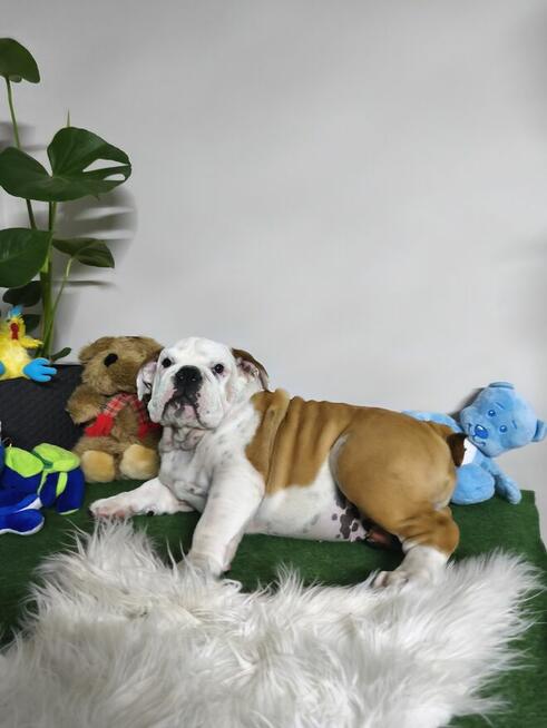 Buldog Angielski ZKwP FCI