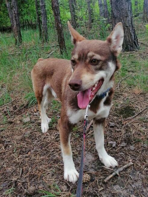 CZARUŚ młody wesoły piesek poleca się do adopcji