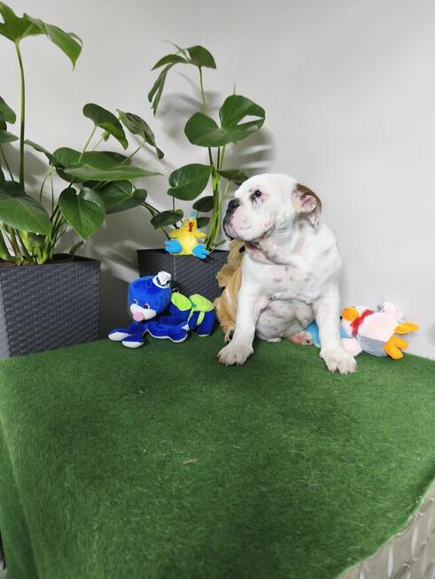 Buldog Angielski ZKwP FCI